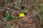 Fourpetal St. Johnswort